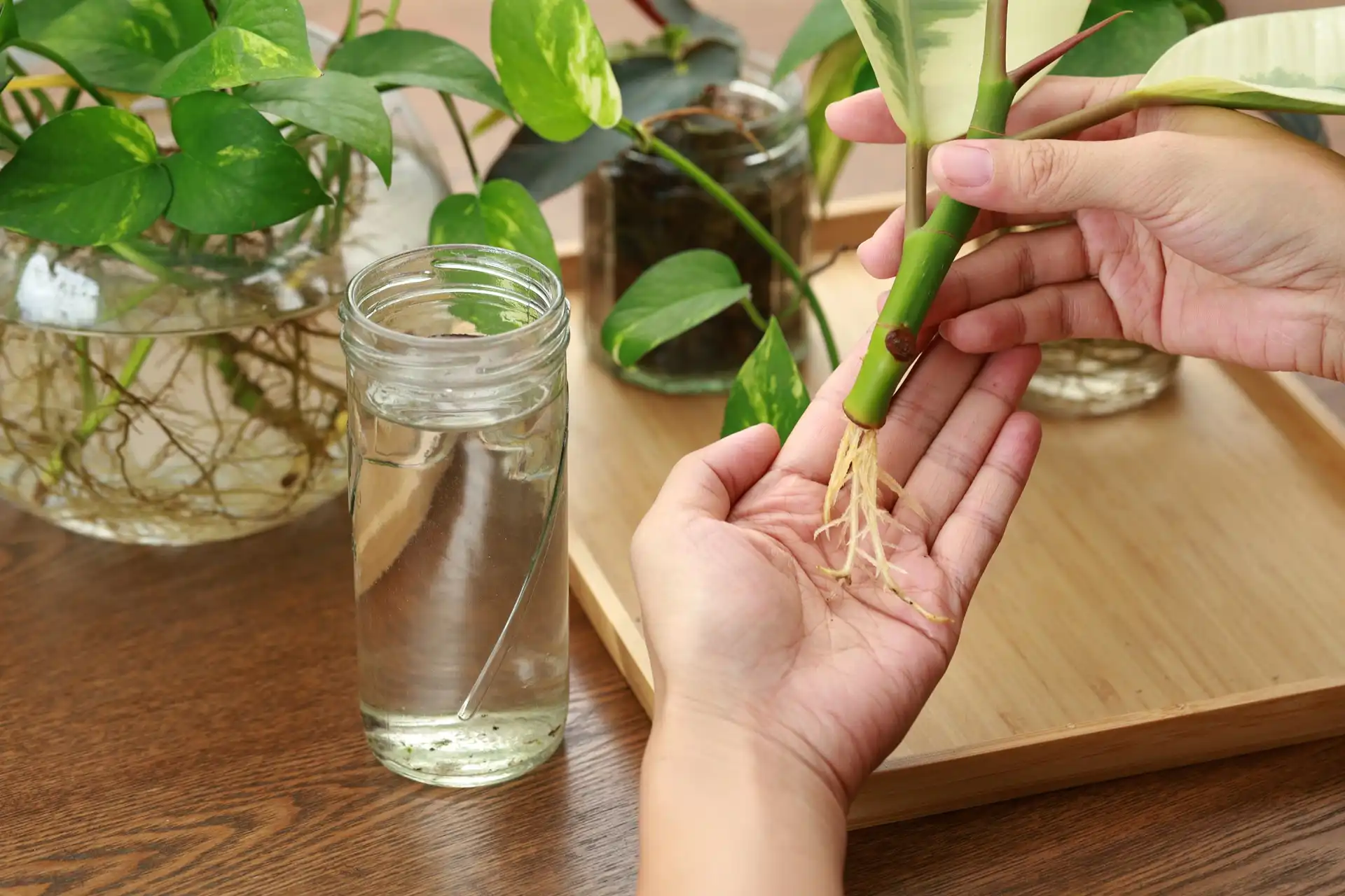 Gardening Courses